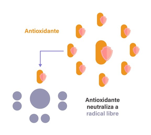 cereales-antioxidantes2 cereales-antioxidantes2
