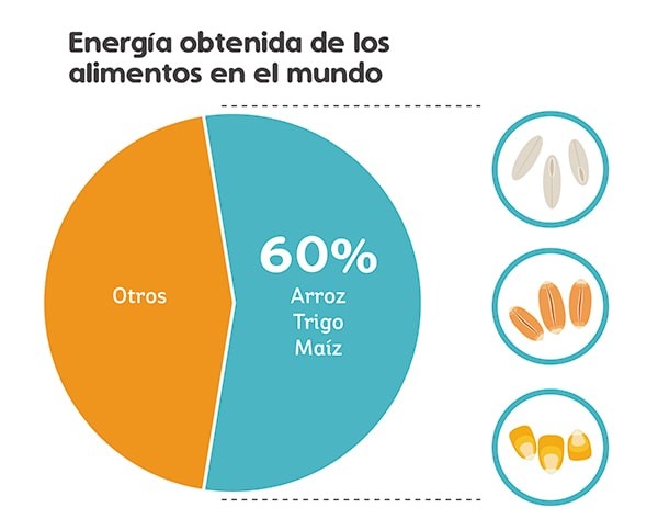 Energía obtenida de los alimentos en el mundo