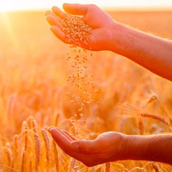 imagen artículo imagen artículo