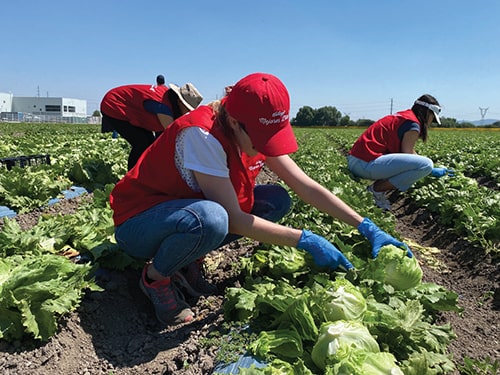Voluntario en cultivo