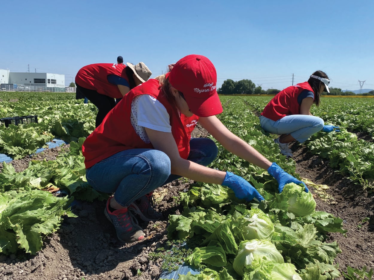 Voluntario en cultivo
