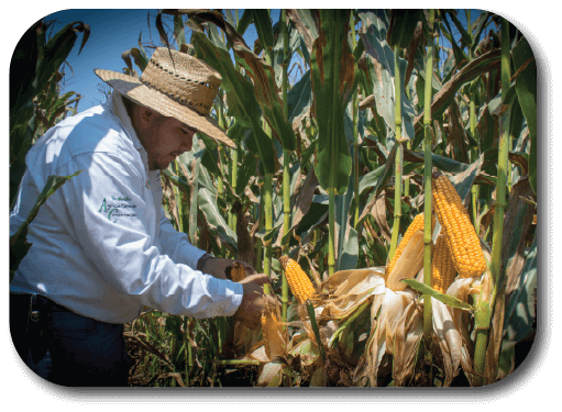 Hombre recolectando maíz