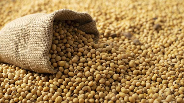 Soya