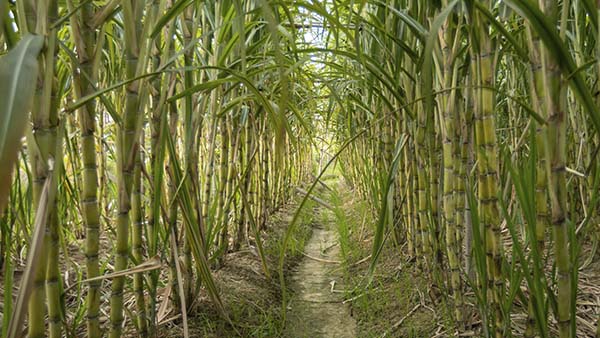 Caña de azúcar