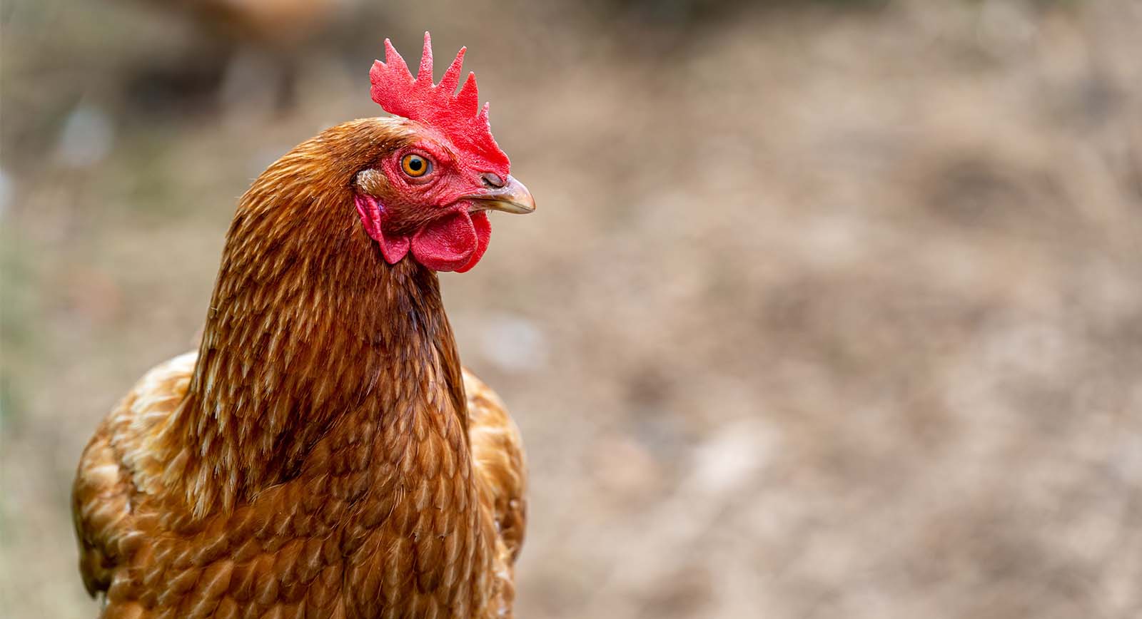 Huevo libre de jaula